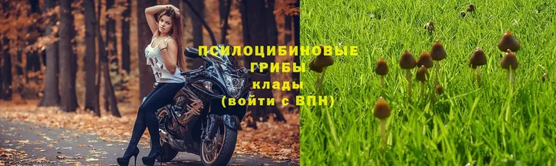 Псилоцибиновые грибы Cubensis  что такое наркотик  Невель 